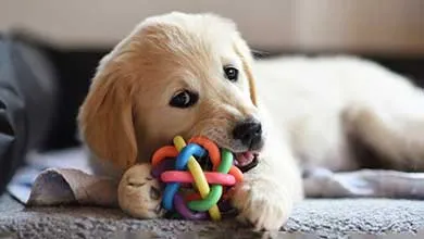 A golden retriever puppy lies down, chewing on a colorful interlocking ball toy.